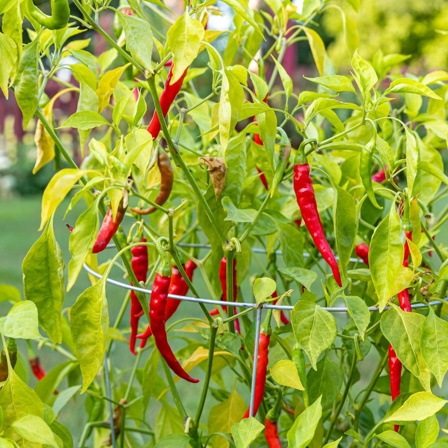 gaston chilli (14)